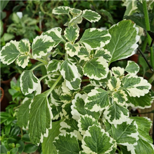 Plectranthus Madagascariensis